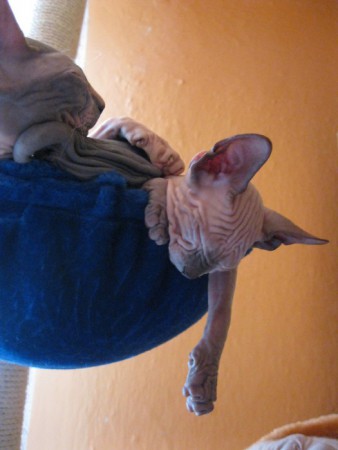 Anubis Shadow Sphynx,SK